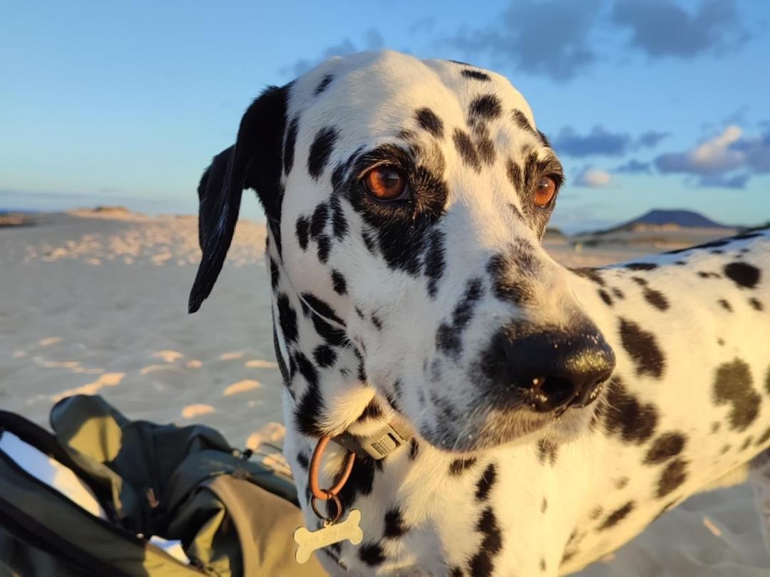 Alojamiento Fuerteventura Tikuna لا أوليفا المظهر الخارجي الصورة